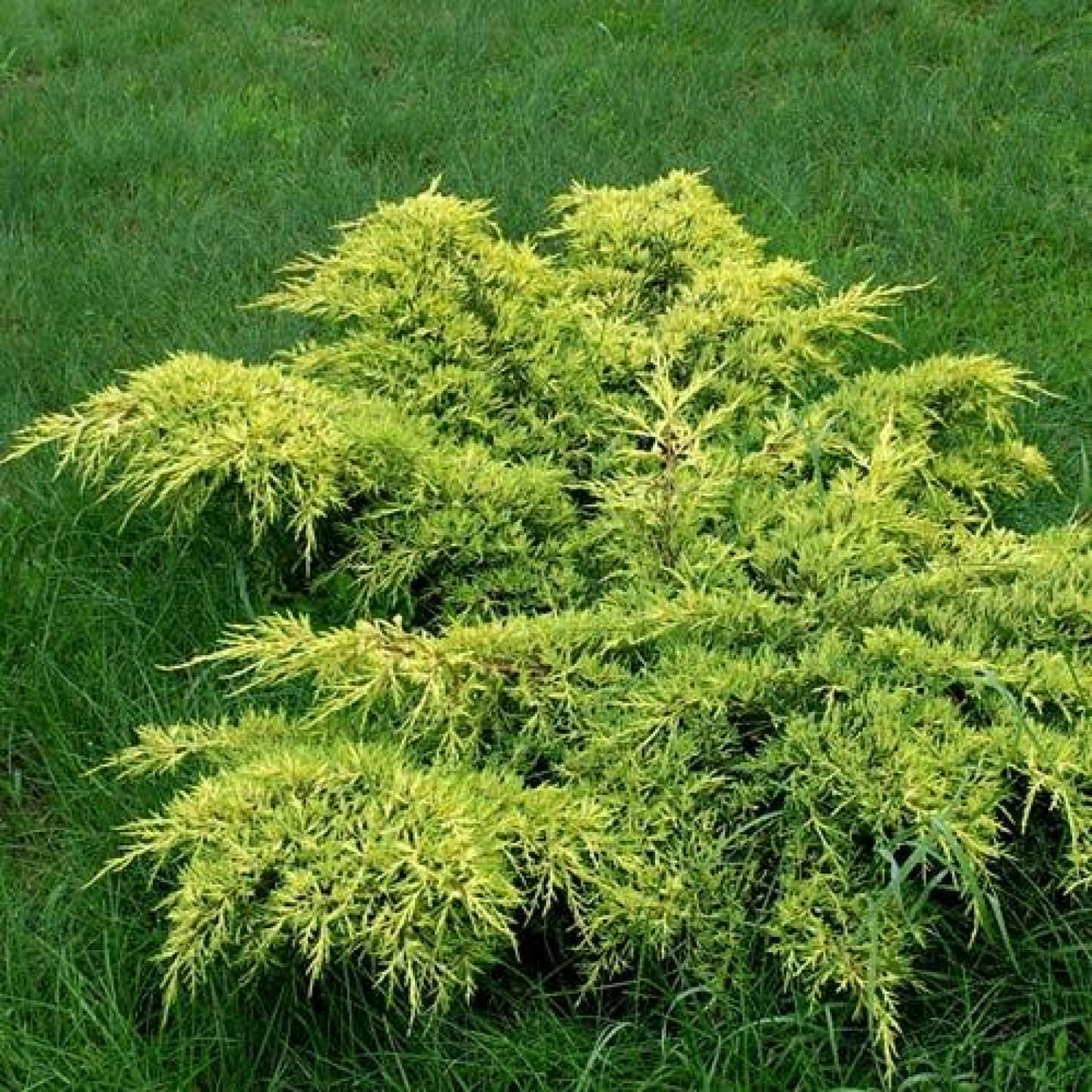 Chinese Juniper Gold Star (Juniperus chinensis)