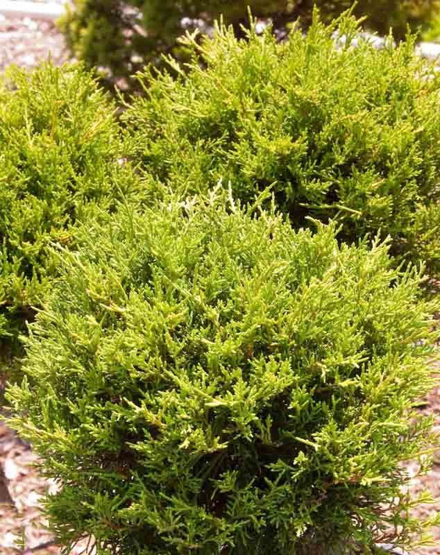 Shore Juniper All Gold (Juniperus conferta) - Ladybird Nursery