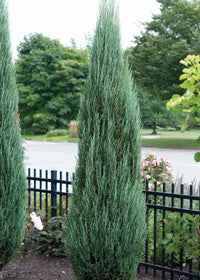 Rocky Mountain Juniper Blue Heaven (Juniperus scopulorum) - Ladybird Nursery