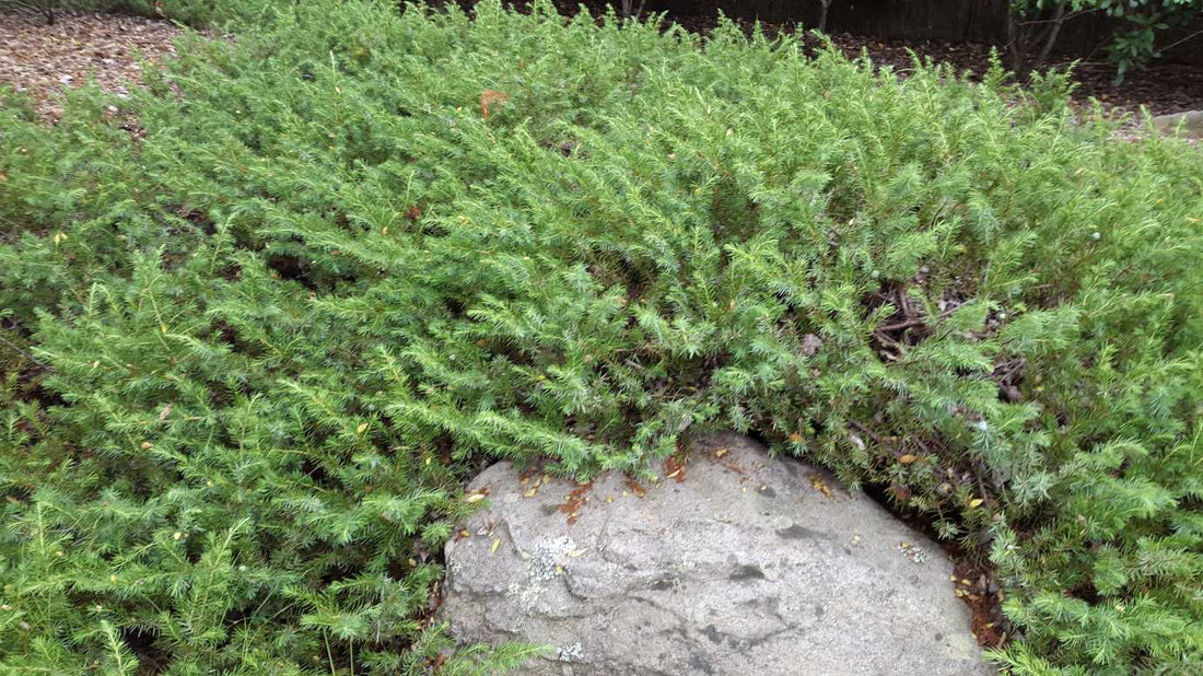 Japanese Juniper Lutchuensis Creeping (Juniperus taxifolia) - Ladybird Nursery