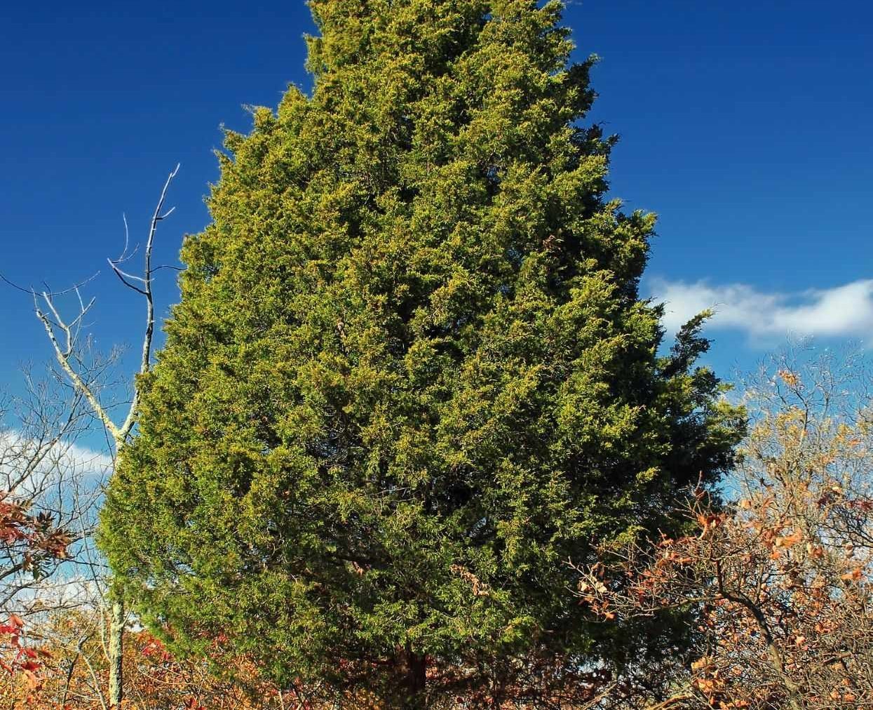 Eastern Red Cedar Skyrocket (Juniperus virginiana) - Ladybird Nursery