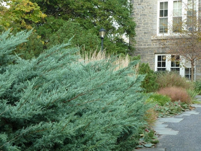 Eastern Red Cedar Grey Owl (Juniperus virginiana)