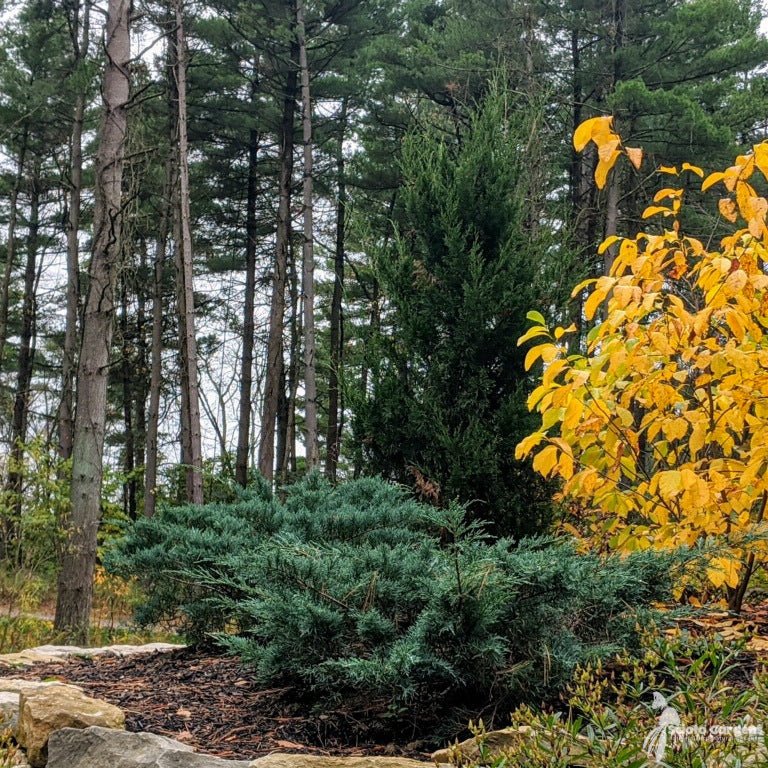 Eastern Red Cedar Grey Owl (Juniperus virginiana) - Ladybird Nursery