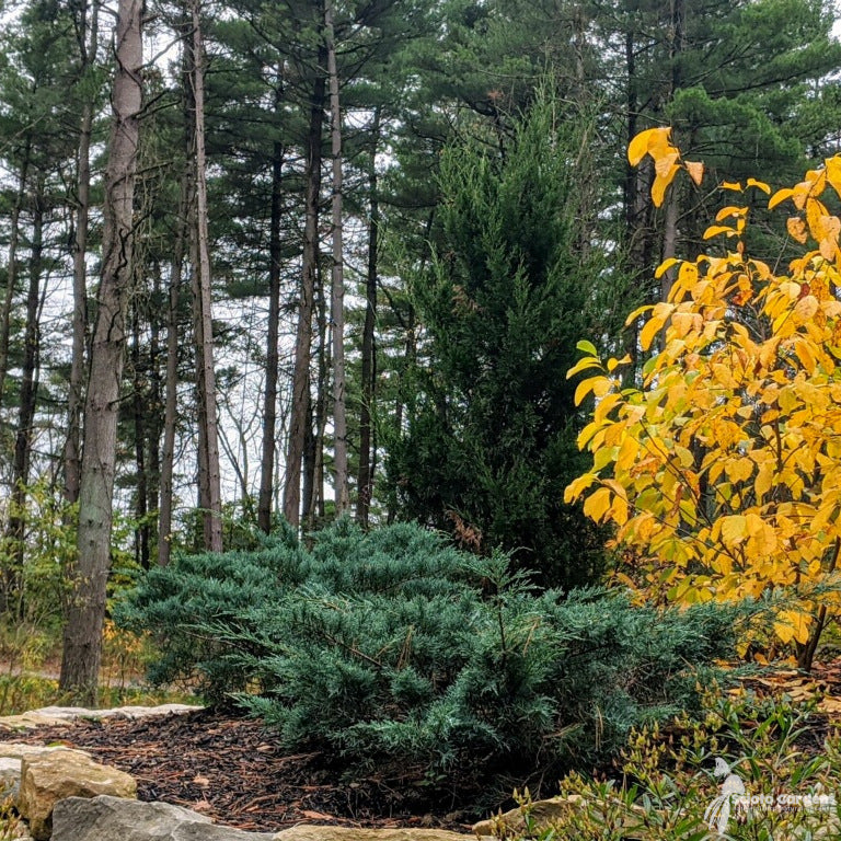 Eastern Red Cedar Grey Owl (Juniperus virginiana)
