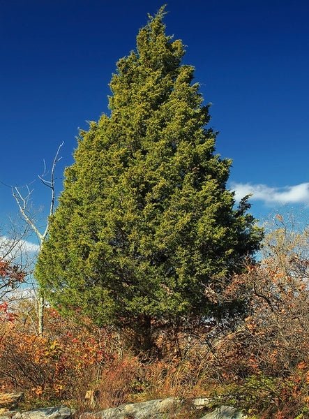 Eastern Red Cedar Silver Spreader (Juniperus virginiana) - Ladybird Nursery