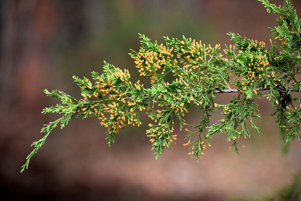 Eastern Red Cedar Silver Spreader (Juniperus virginiana)