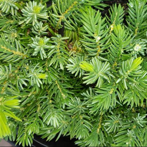 Juniperus 'Lutchuensis' - Large - Ladybird Nursery