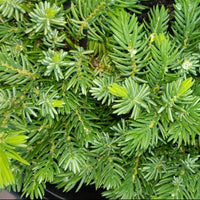 Juniperus 'Lutchuensis' - Large - Ladybird Nursery
