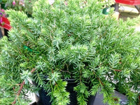 Juniperus 'Lutchuensis' - Large - Ladybird Nursery