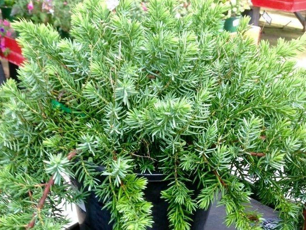 Juniperus 'Lutchuensis' - Large - Ladybird Nursery