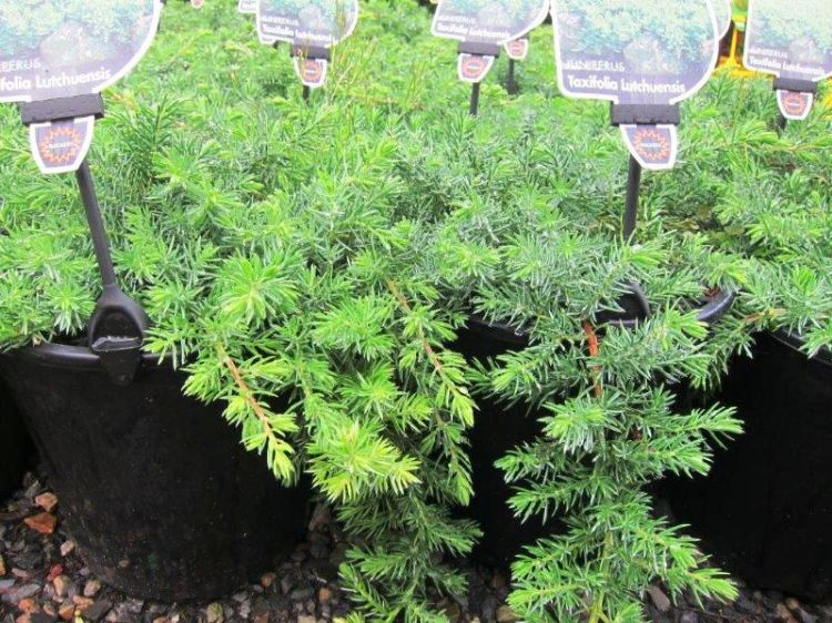 Juniperus 'Lutchuensis' - Large - Ladybird Nursery