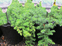 Juniperus 'Lutchuensis' - Large - Ladybird Nursery