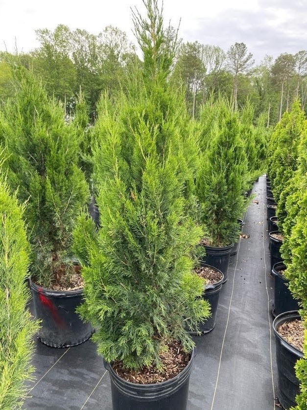 Eastern Red Cedar Spartan (Juniperus virginiana) - Ladybird Nursery