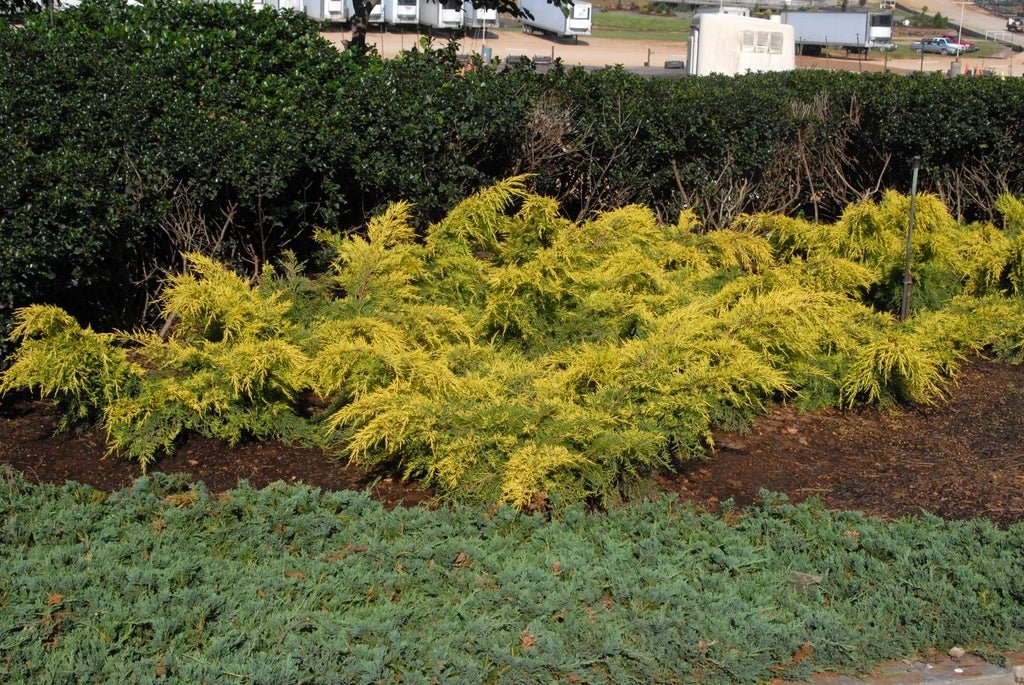 Chinese Juniper Gold Coast (Juniperus chinensis) - Ladybird Nursery