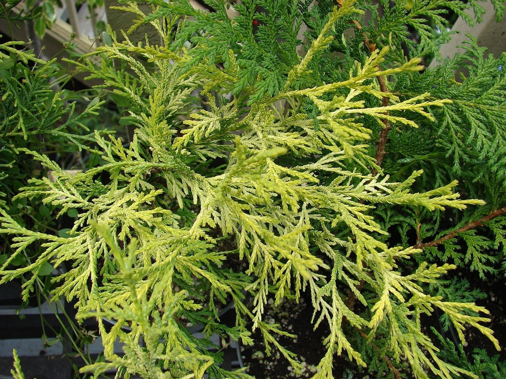 Chinese Juniper Gold Star (Juniperus chinensis)