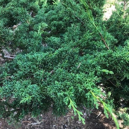 Chinese Juniper media Shimpaku (Juniperus x)