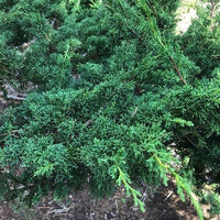 Chinese Juniper media Shimpaku (Juniperus x)