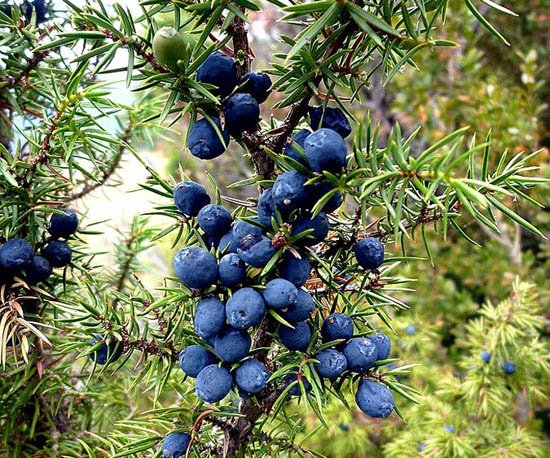Common Juniper Berry (Juniperus communis)