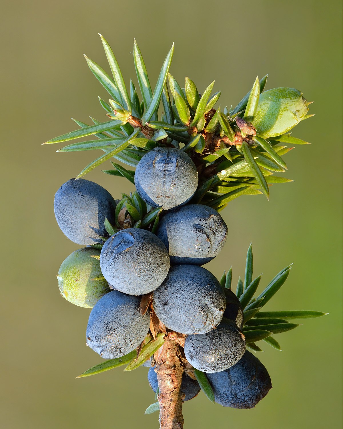 Common Juniper Berry (Juniperus communis)