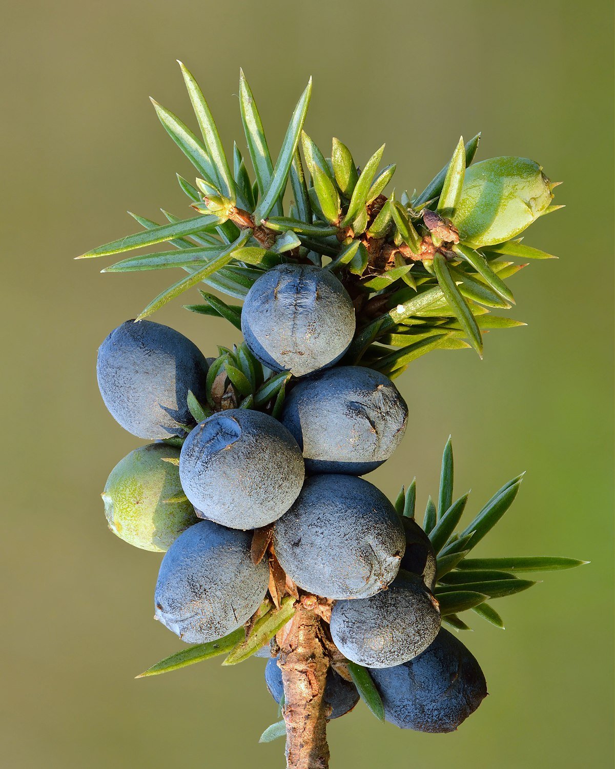 Common Juniper Berry (Juniperus communis) - Ladybird Nursery