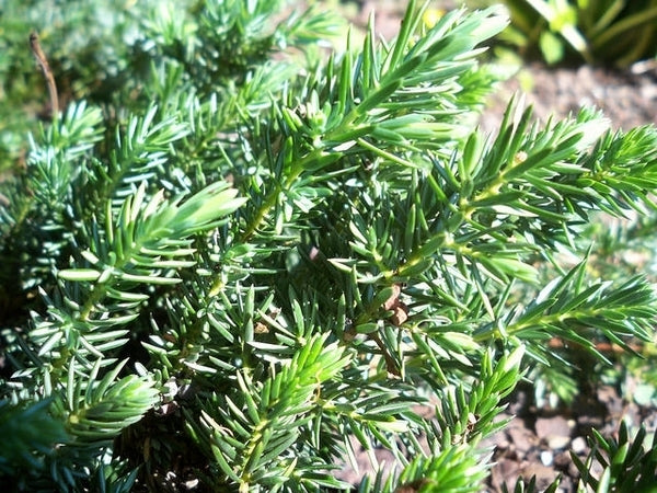 Shore Juniper (Juniperus conferta)