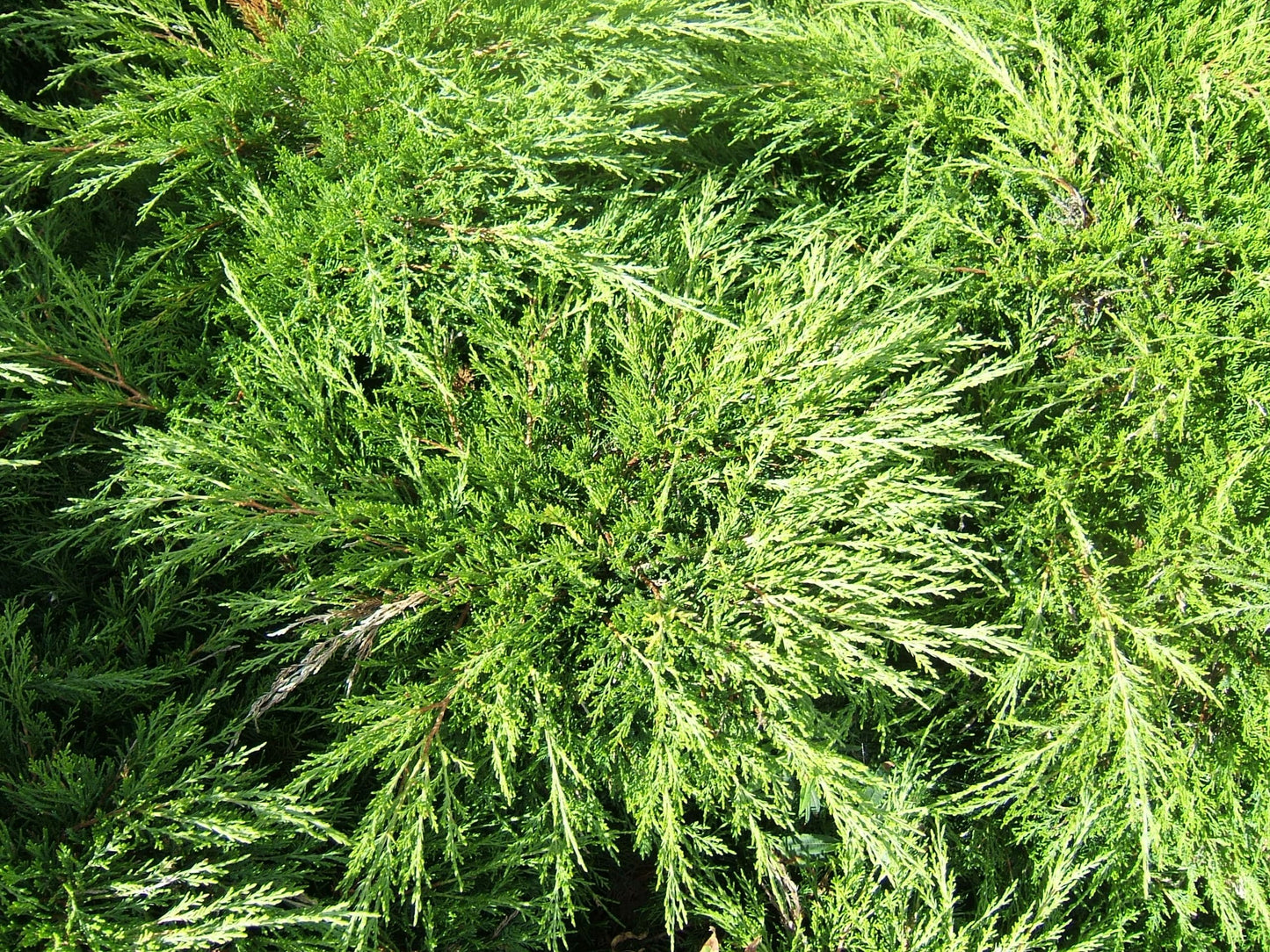 Savin Juniper Tamariscifolia (Juniperus sabina)