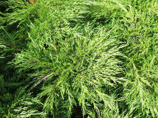Savin Juniper Tamariscifolia (Juniperus sabina)