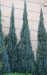 Rocky Mountain Juniper Blue Heaven (Juniperus scopulorum)
