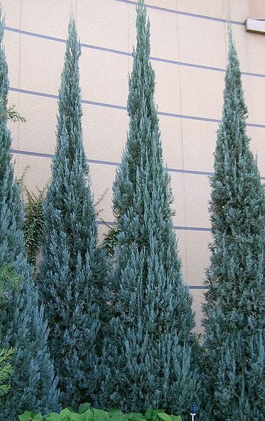 Rocky Mountain Juniper Blue Heaven (Juniperus scopulorum) - Ladybird Nursery