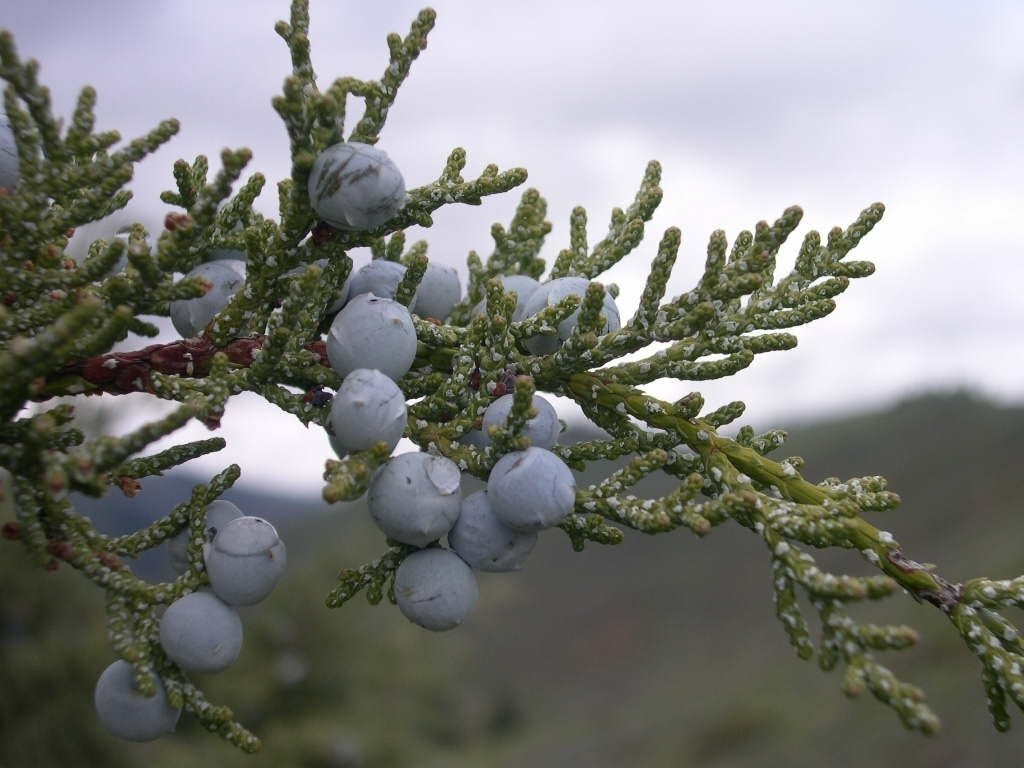 Rocky Mountain Juniper Blue Arrow (Juniperus scopulorum) - Ladybird Nursery