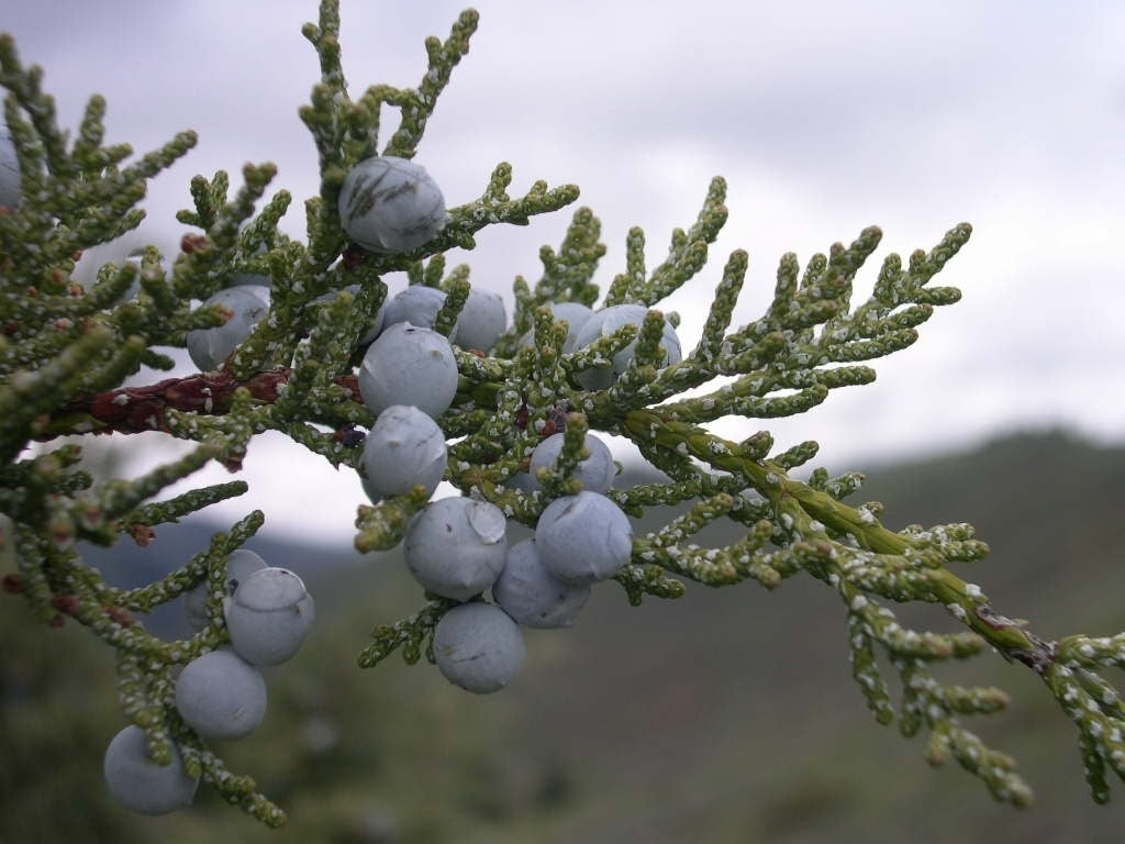 Rocky Mountain Juniper Blue Arrow (Juniperus scopulorum)
