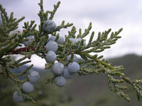 Rocky Mountain Juniper Blue Arrow (Juniperus scopulorum)