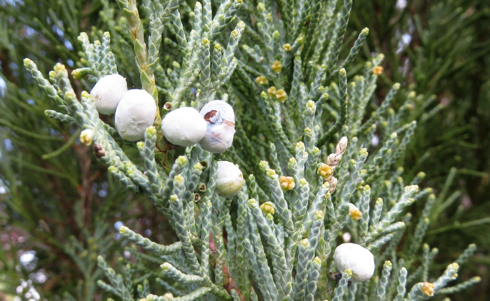Rocky Mountain Juniper Blue Arrow (Juniperus scopulorum) - Ladybird Nursery