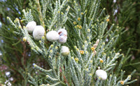 Rocky Mountain Juniper Blue Arrow (Juniperus scopulorum)