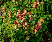 Shrimp Plant (Justicia brandegeeana)