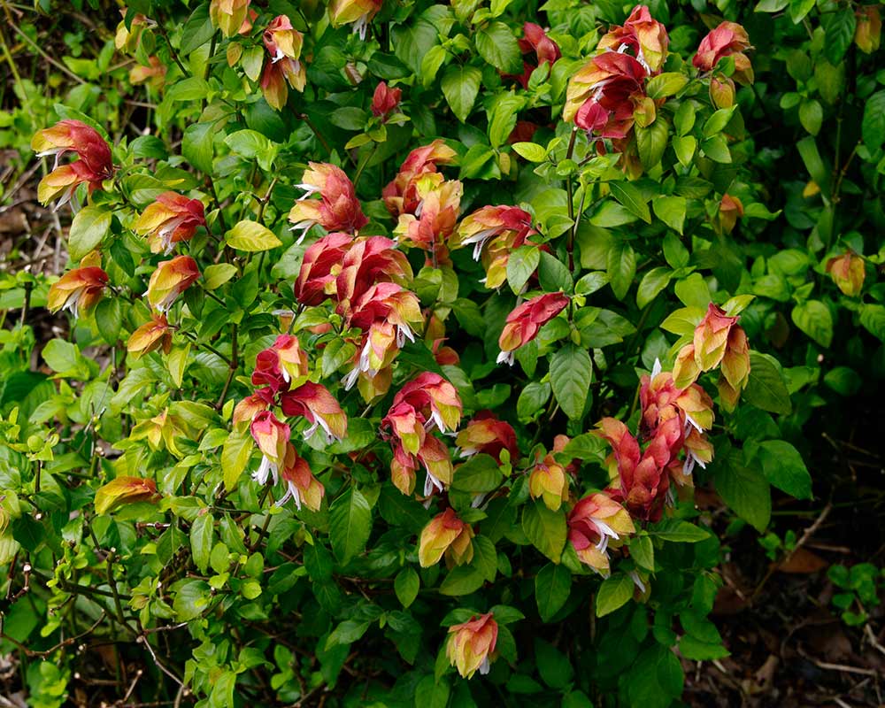 Shrimp Plant (Justicia brandegeeana) - Ladybird Nursery