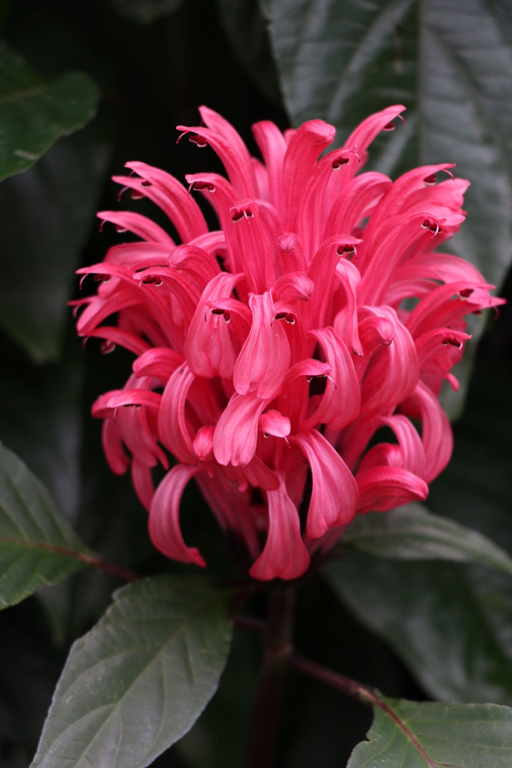 Brazilian Plume Flower Rosea (Justicia carnea)