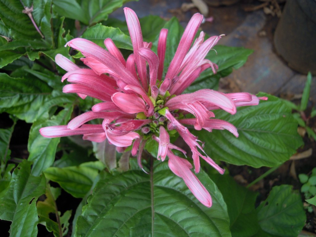 Brazilian Plume Flower (Justicia floribunda)