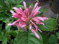 Brazilian Plume Flower (Justicia floribunda)