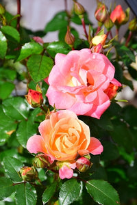Rose 'DRIFT® Peach'