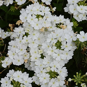 Verbena Vanessa Top White (Verbena)