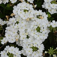 Verbena Vanessa Top White (Verbena) - Ladybird Nursery