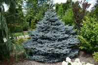 Blue Spruce Star (Picea pungens)