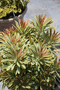 Rainbow Spurge (Euphorbia Ascot) - Ladybird Nursery