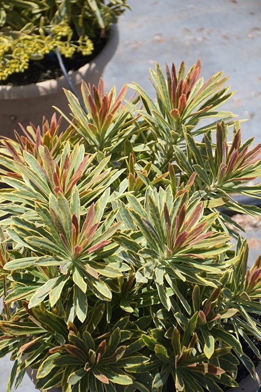 Rainbow Spurge (Euphorbia Ascot) - Ladybird Nursery