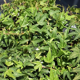 English Ivy Needlepoint (Hedera helix)