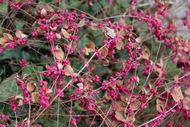 Coralberry (Symphoricarpos orbiculatus)