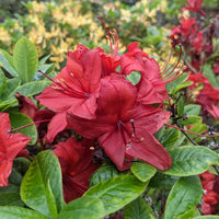 Azalea Mollis Knaphill Red