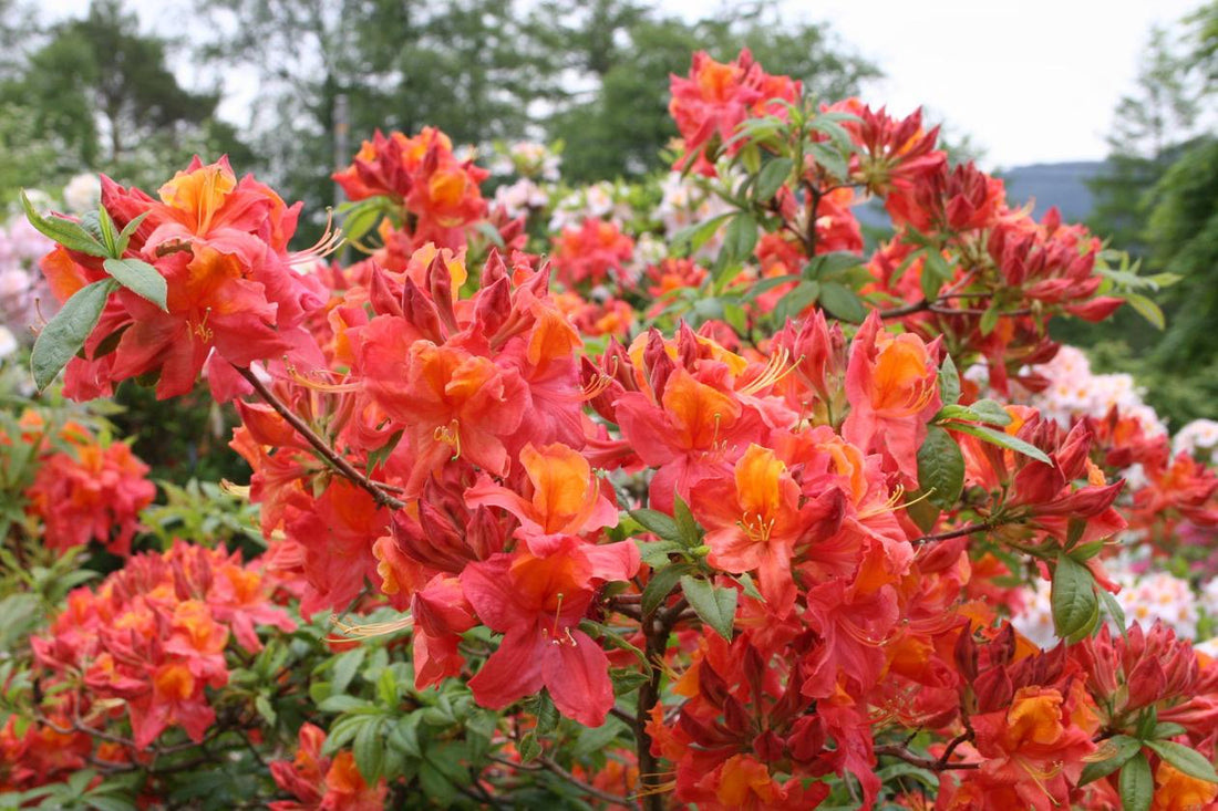 Azalea Mollis Knaphill Red - Ladybird Nursery