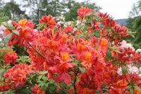 Azalea Mollis Knaphill Red